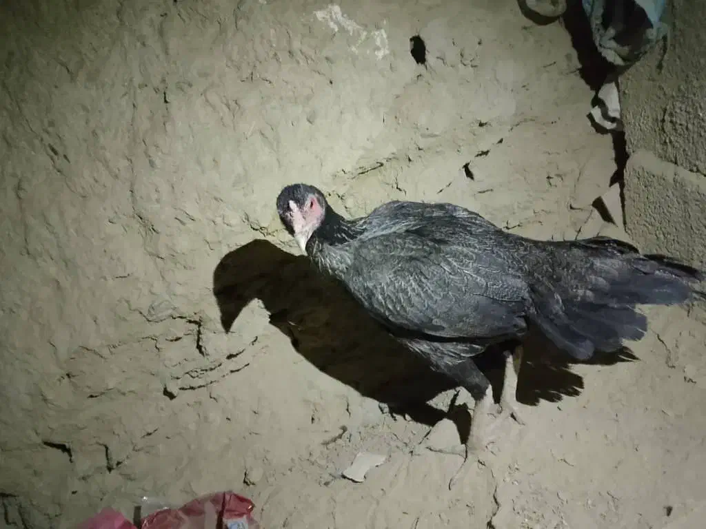 مرغ وجوجه خروس|حیوانات مزرعه|سراوان, |دیوار