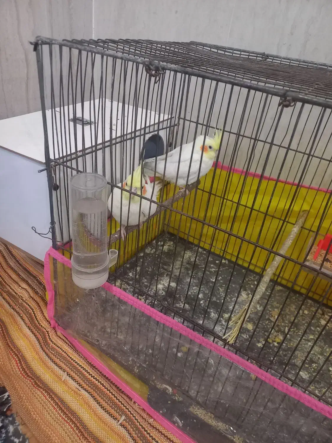 عروس هلندی|پرنده|نیشابور, مازول|دیوار