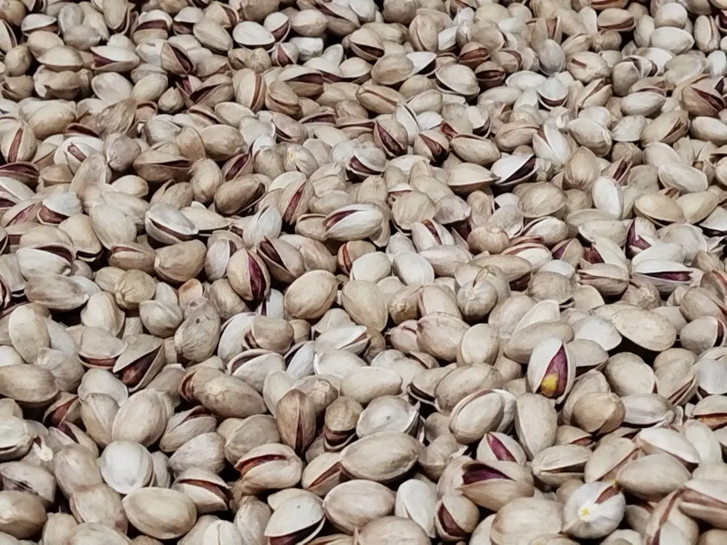 پسته|خوردنی و آشامیدنی|قم, انصار‌الحسین|دیوار