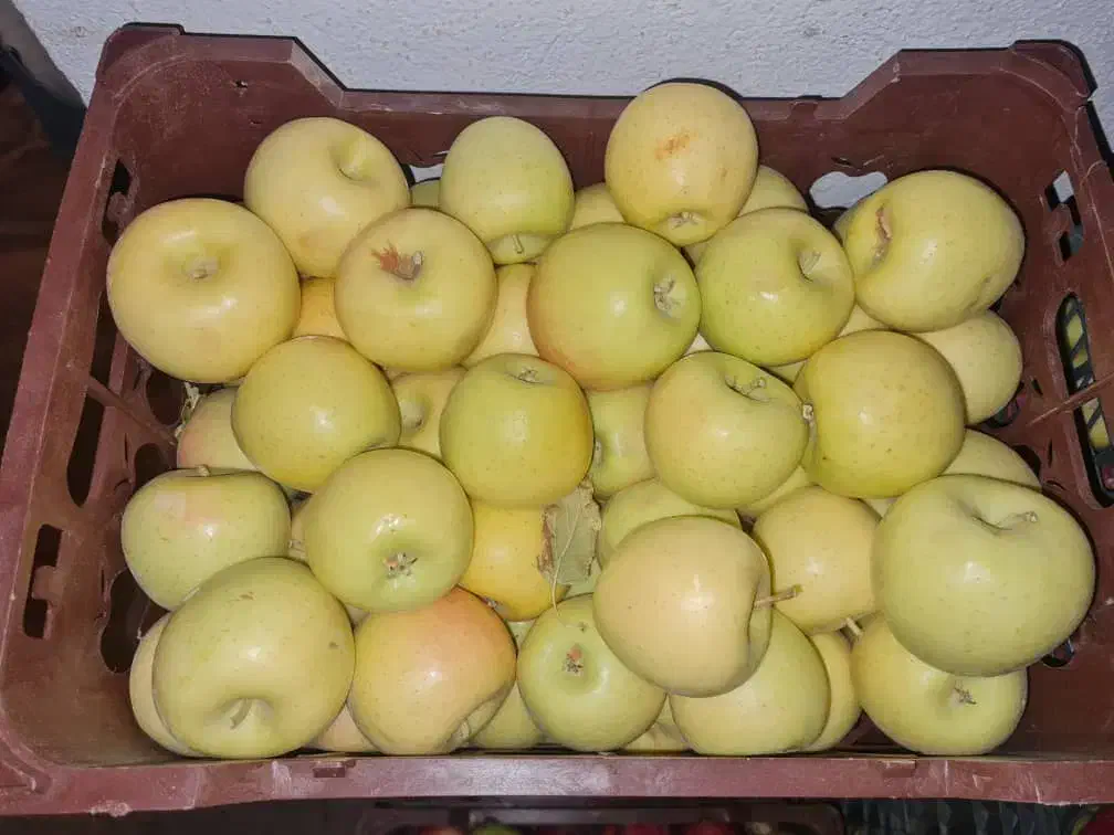 سیب درختی زرد و قرمز|خوردنی و آشامیدنی|شیراز, کاراندیش|دیوار