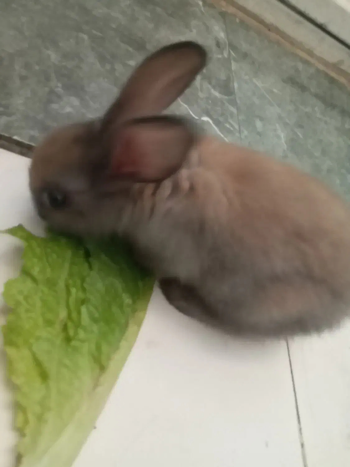 خرگوش|موش و خرگوش|اهواز, بهارستان|دیوار