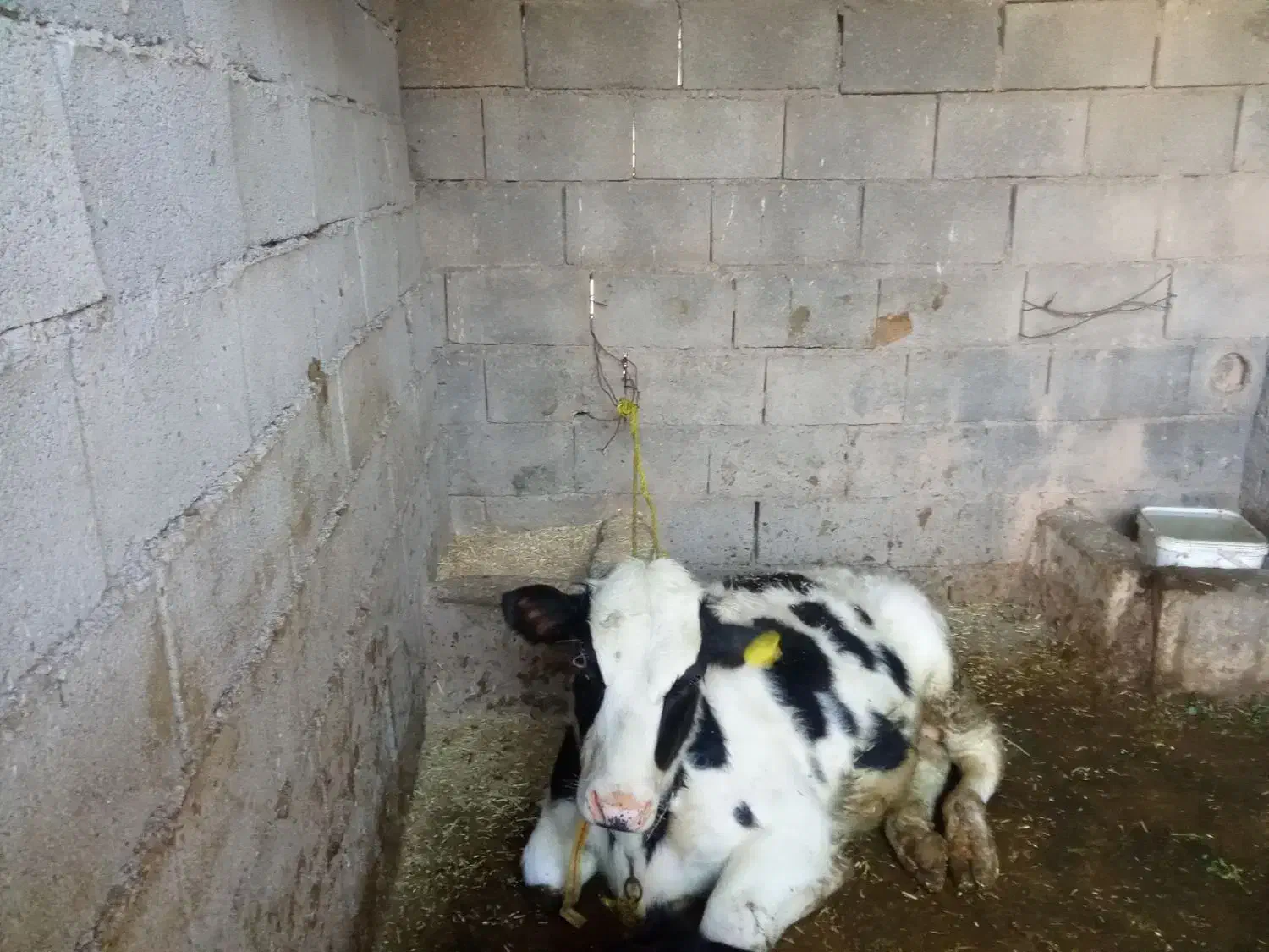 گوساله نر|حیوانات مزرعه|گتوند, |دیوار