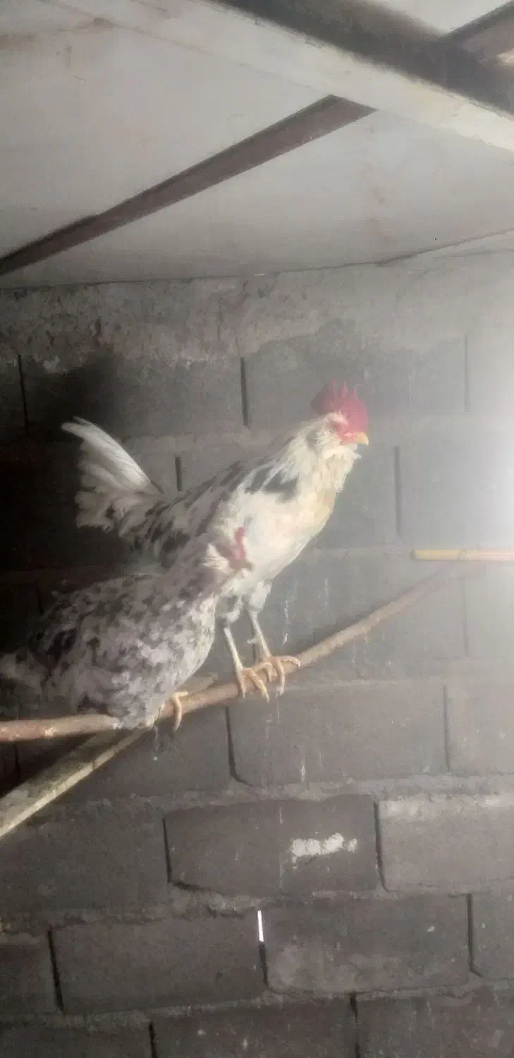 خروس|پرنده|زنجان, |دیوار