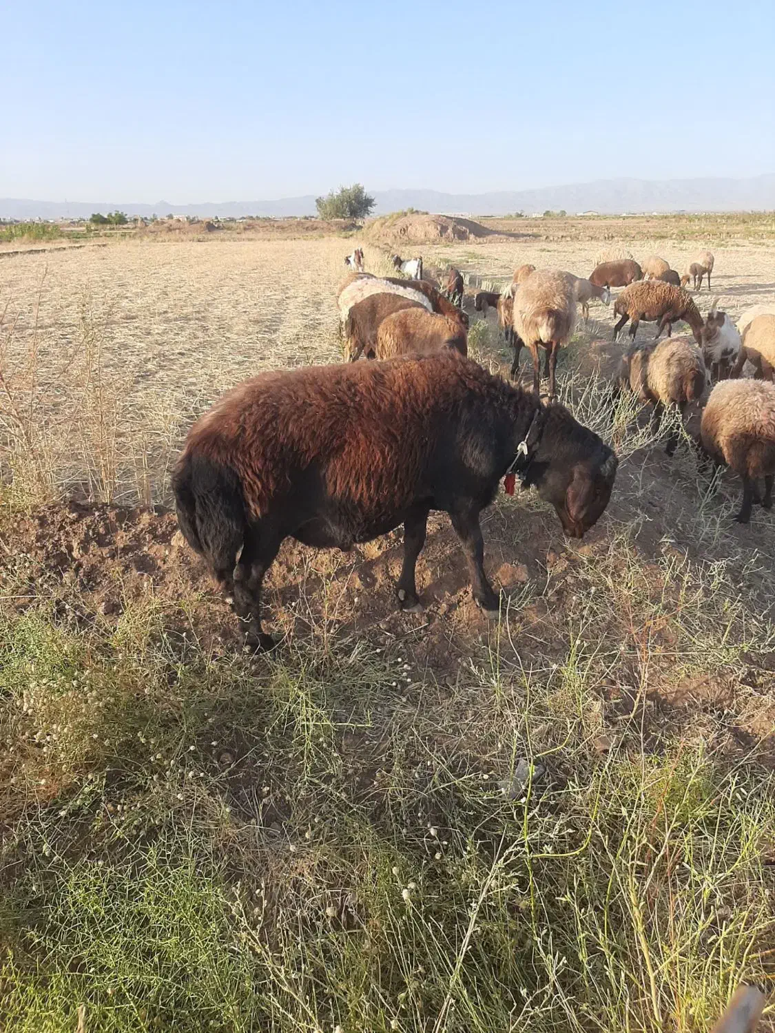 قوچ افشاری|حیوانات مزرعه|عطاملک, |دیوار