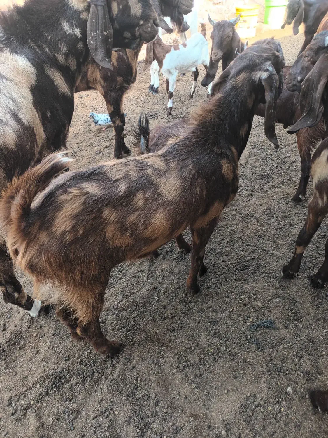 بزنربزغاله|حیوانات مزرعه|هندیجان, |دیوار