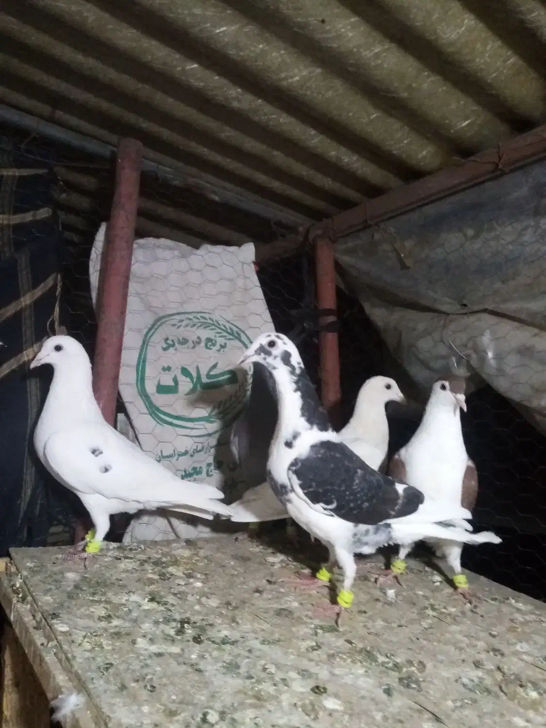 کفتر قلدور پرشی|پرنده|درمیان, |دیوار