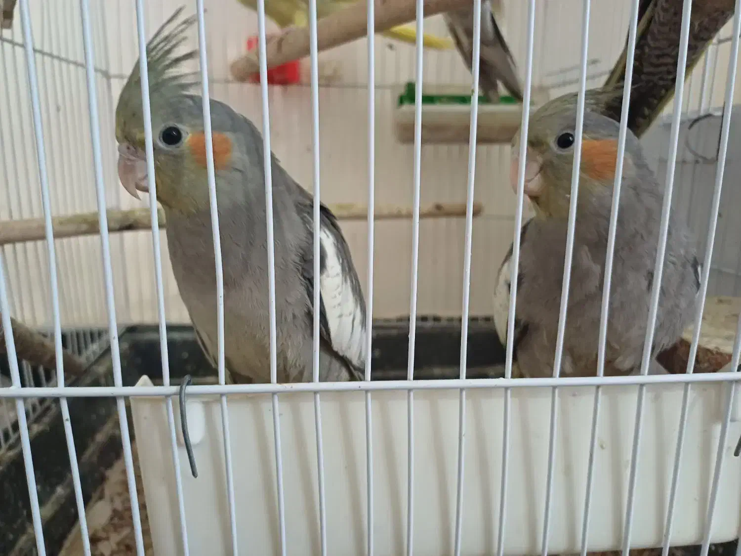 عروس هلندی|پرنده|جم, |دیوار