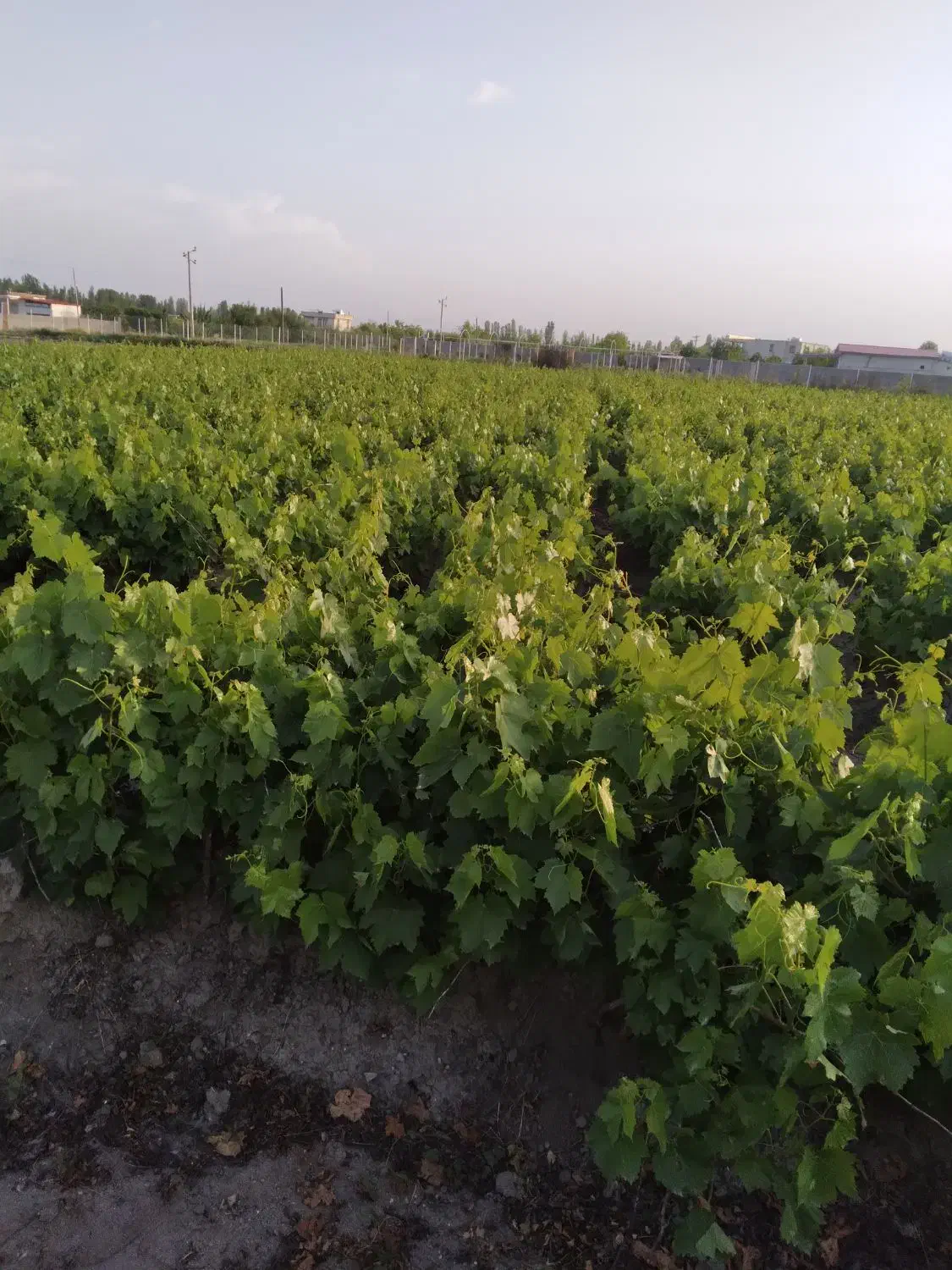 نهال انگور قرمزی کشمش سفید ومویز بیدانه ۱و۲ساله|خدمات باغبانی و درختکاری|نوشین شهر, |دیوار