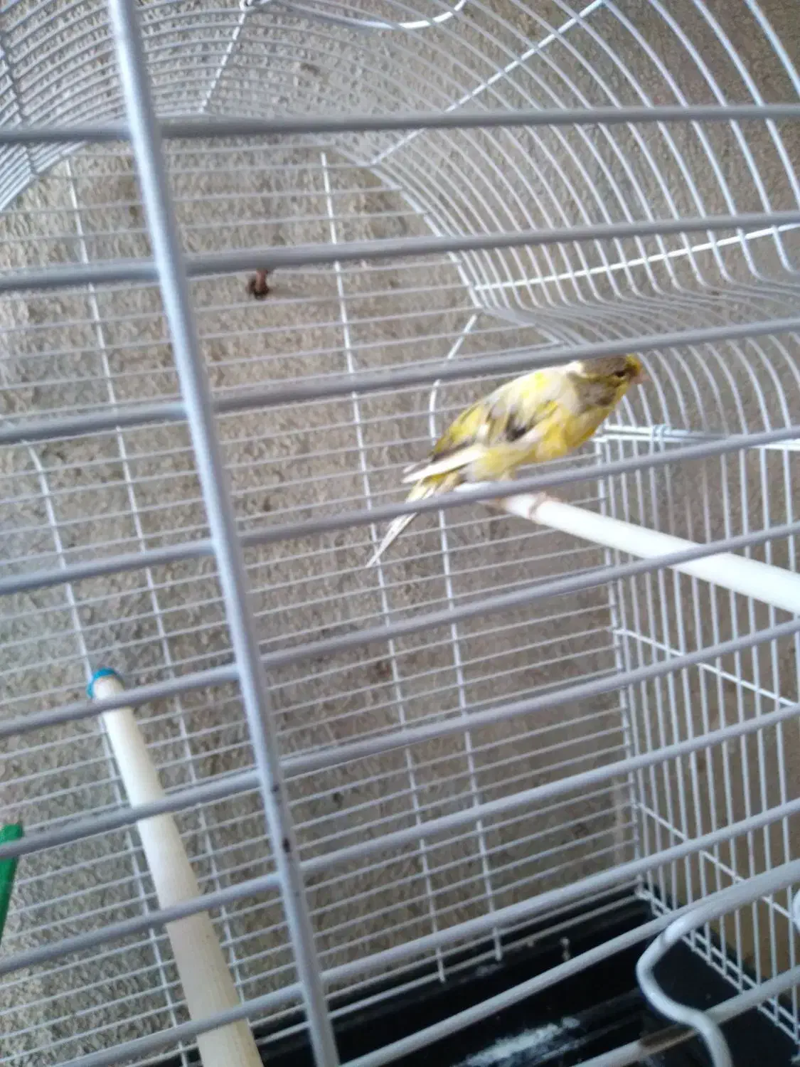 قناری|پرنده|باقرشهر, |دیوار