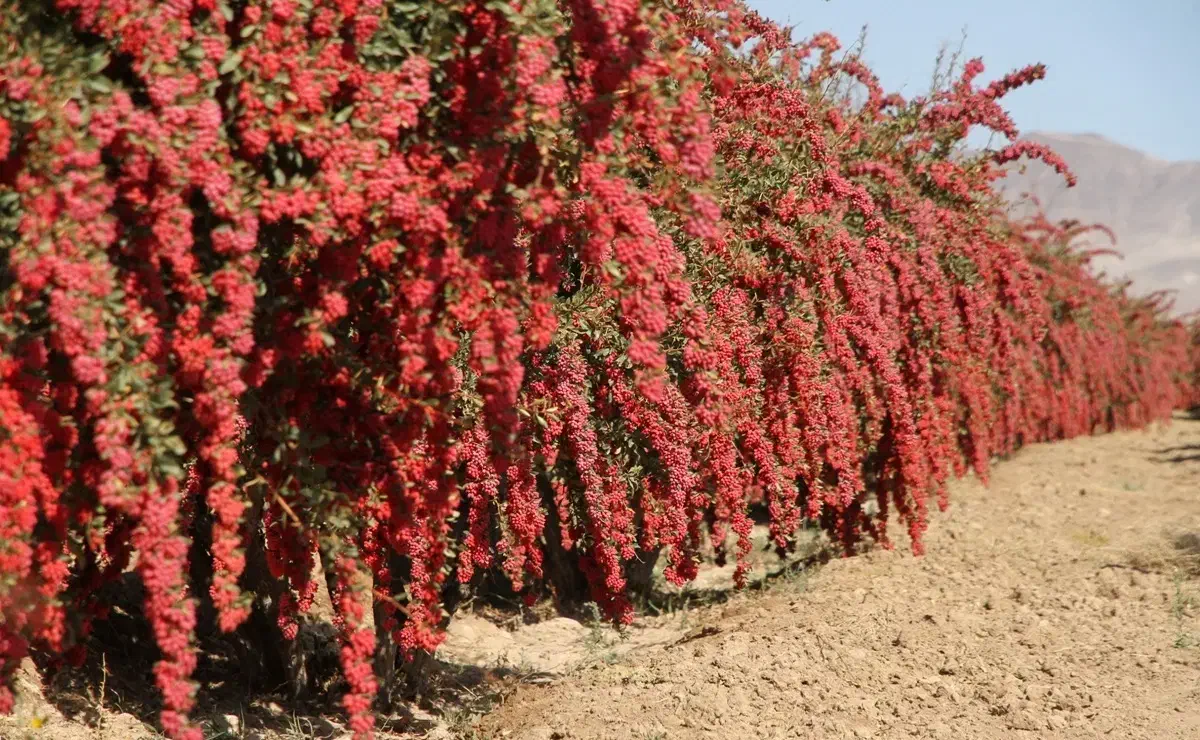 زرشک تازه|خوردنی و آشامیدنی|درمیان, |دیوار