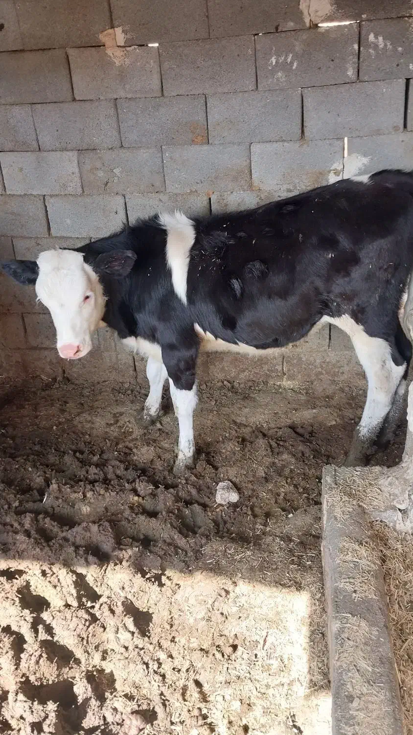 گاو گوساله ماده مونت بلیارد تلیسه|حیوانات مزرعه|مرودشت, کناره|دیوار