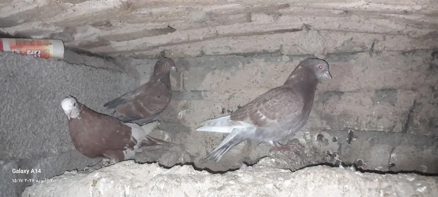 کبوتر(کفتر)|پرنده|بیرانوند, |دیوار