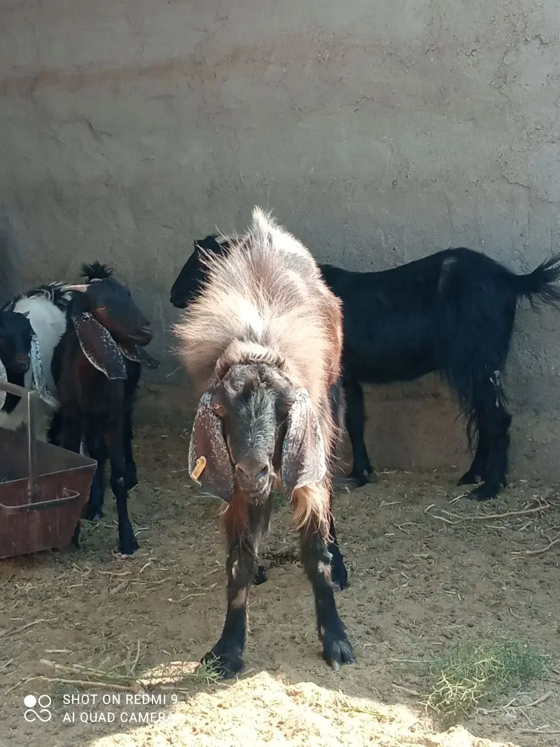 تکشاد نژادی|حیوانات مزرعه|تیمور آباد, |دیوار