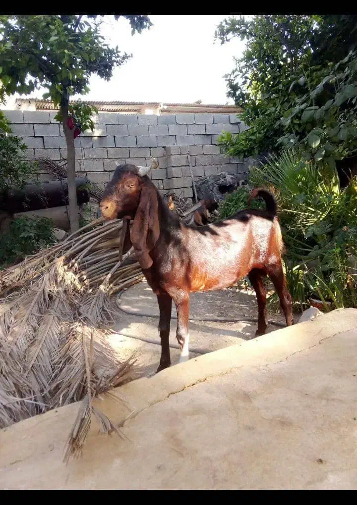 کهره چپش خارجی|حیوانات مزرعه|شیراز, آبیاری|دیوار