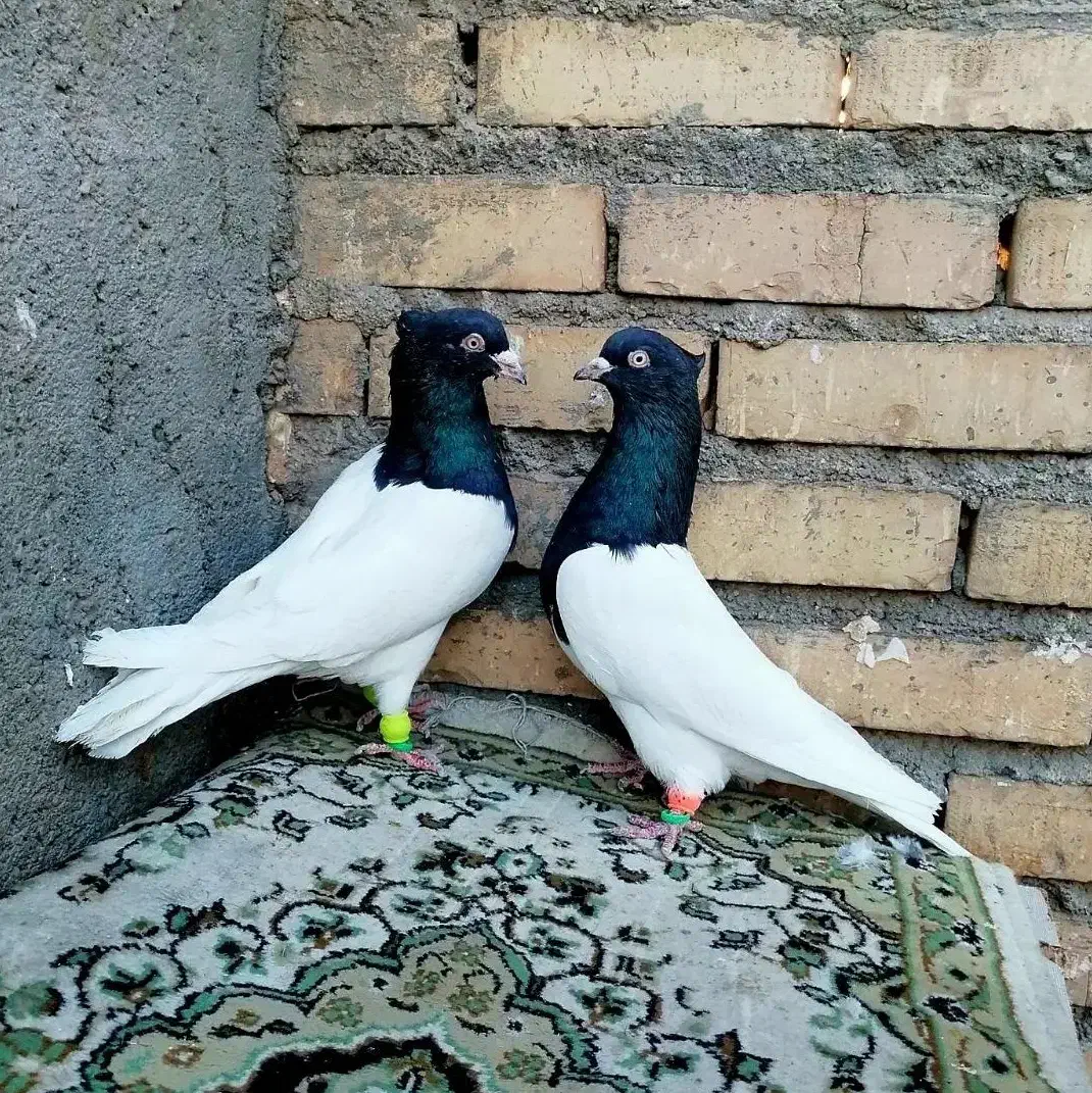 کله سیاه|پرنده|مشهد, شهید معقول|دیوار