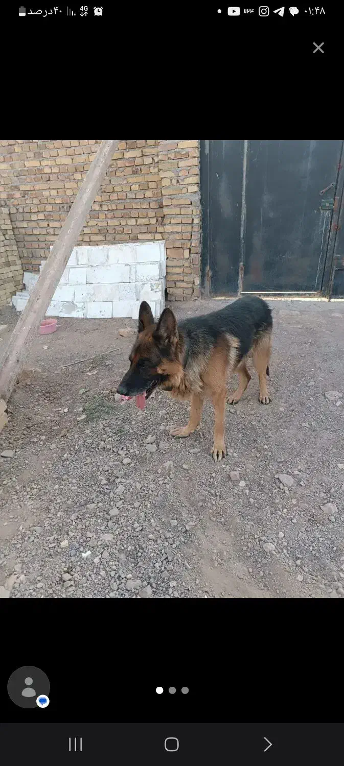 سگ ژرمن جوان|سگ|اشتهارد, |دیوار