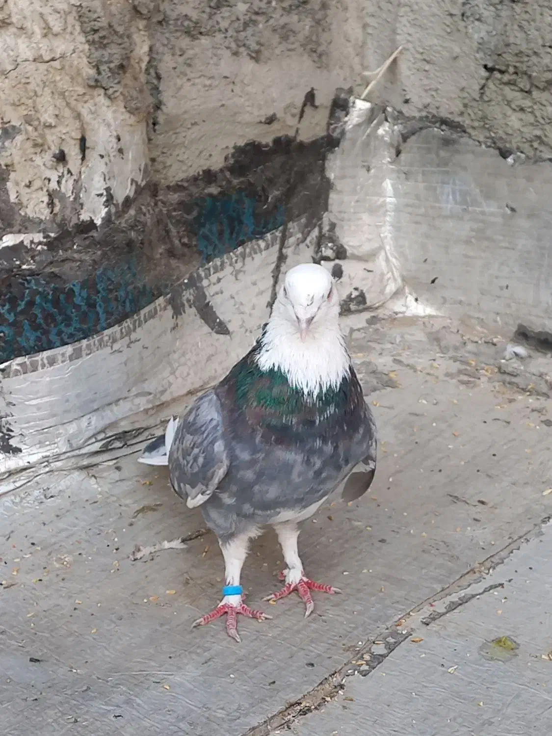 کفتر یا کبوتر شازده سرور سو قدیم|پرنده|شاهدشهر, |دیوار