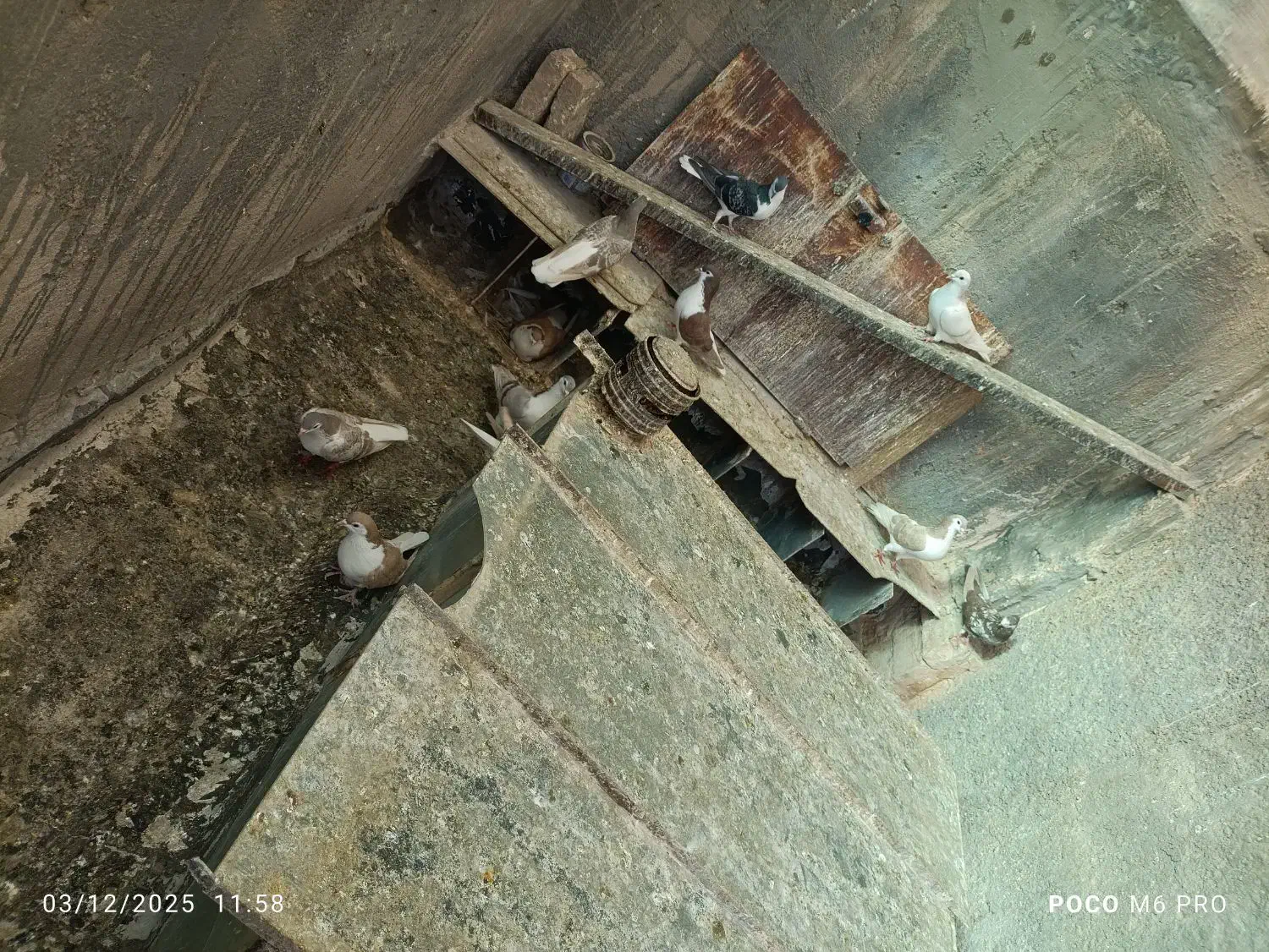 کفتر‌چادری|پرنده|پاکدشت, حصار امیر|دیوار