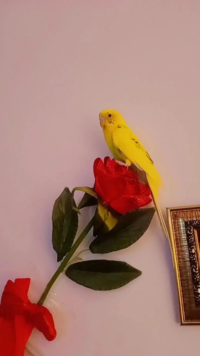 جفت مرغ عشق|پرنده|عنبرآباد, |دیوار