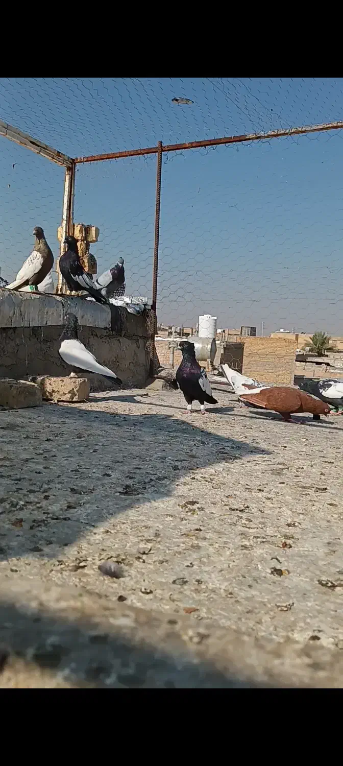 شهری بهبونی|پرنده|مرودشت, کناره|دیوار