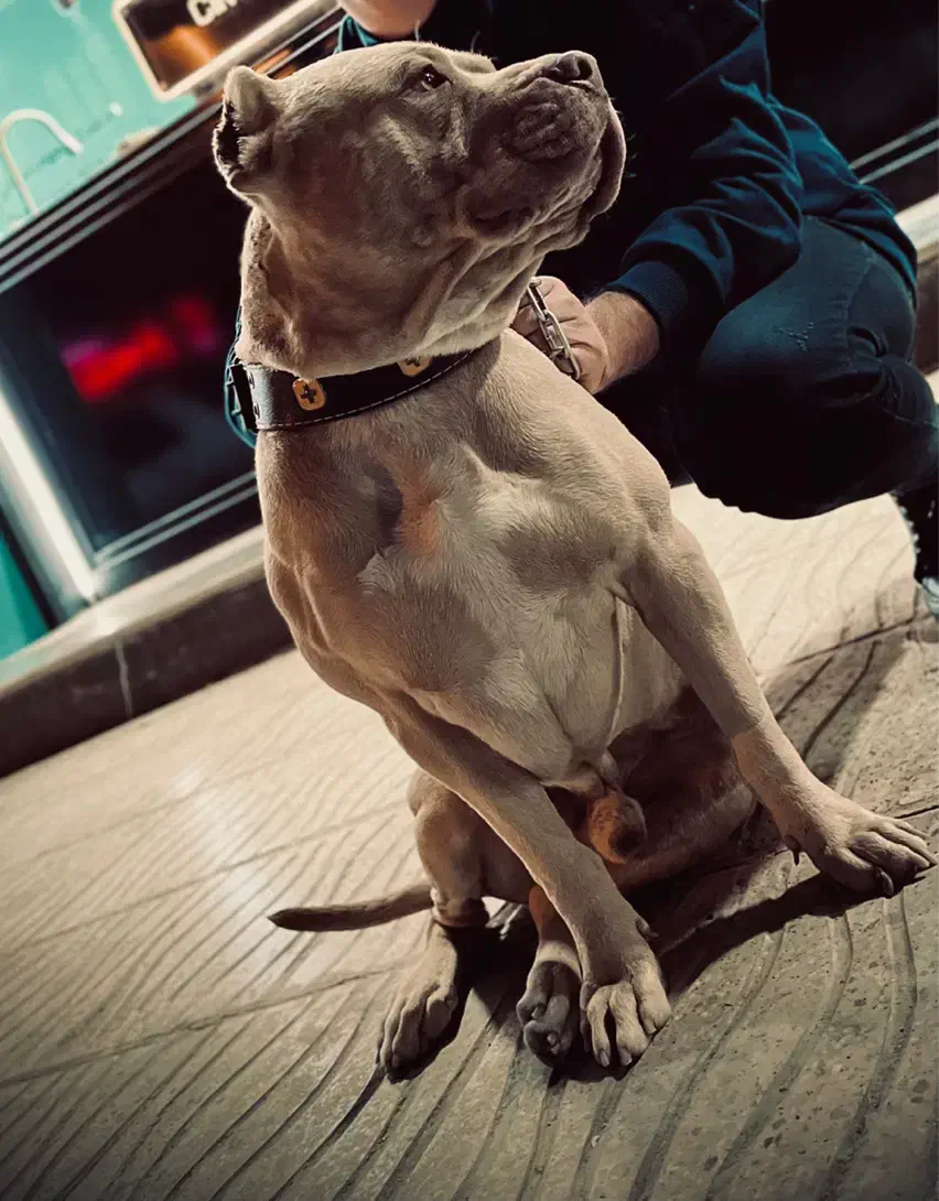 پیت بول سفارتی جهت کشش|سگ|کرمانشاه, |دیوار