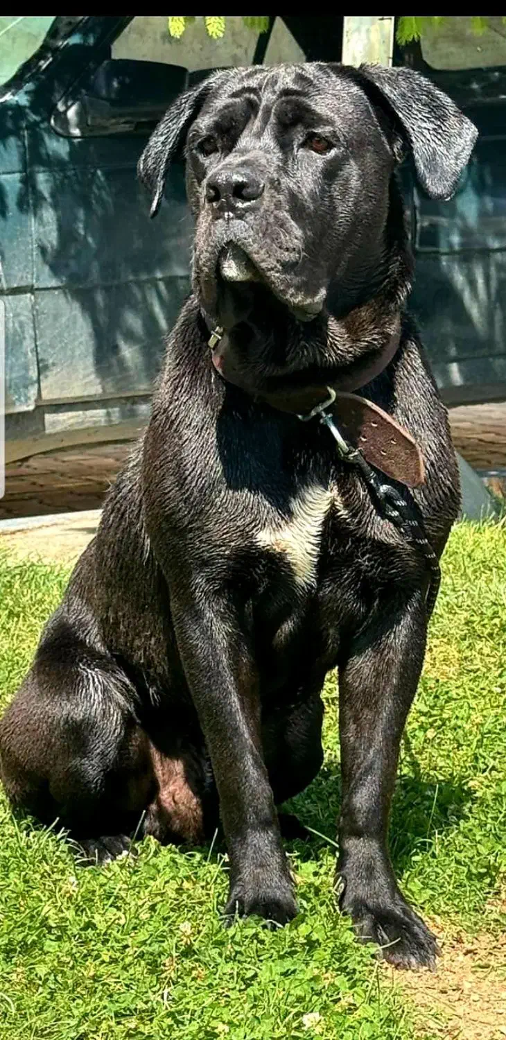 سگ نژاد دار کن کورسو|سگ|تهران, پارک شهر|دیوار