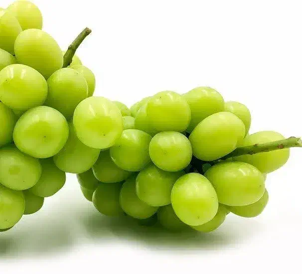 پیشفروش نهال انگور موسکات|خدمات باغبانی و درختکاری|بومهن, |دیوار