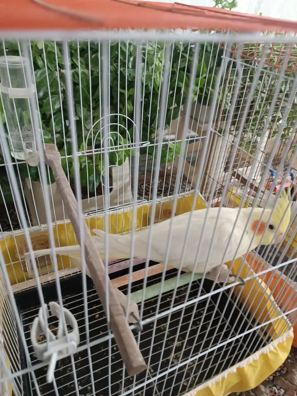 عروس هلندی لوتینیو زعفرانی ماده جوان|پرنده|کبودرآهنگ, |دیوار