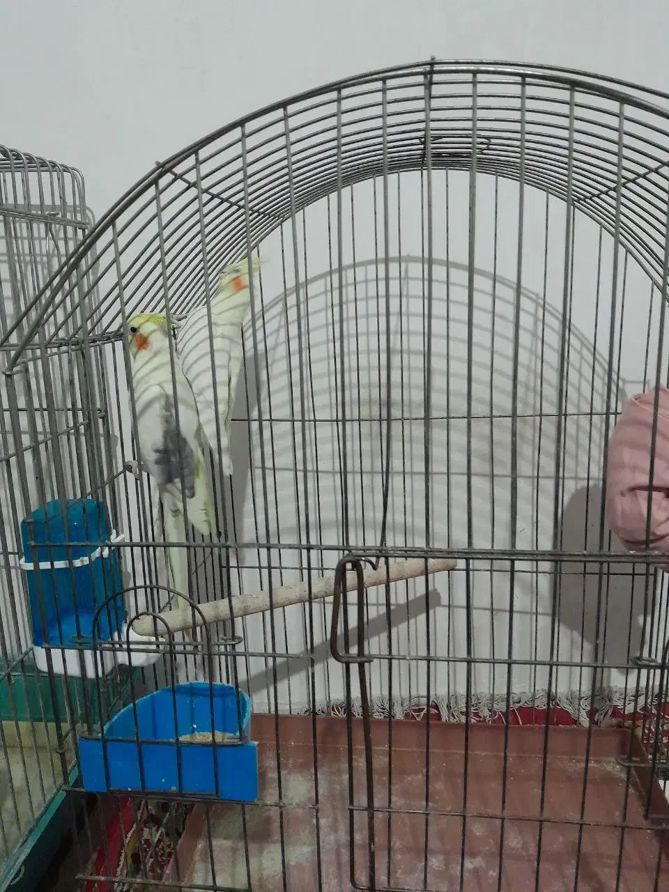 عروس هلندی|پرنده|تهران, هلال احمر|دیوار