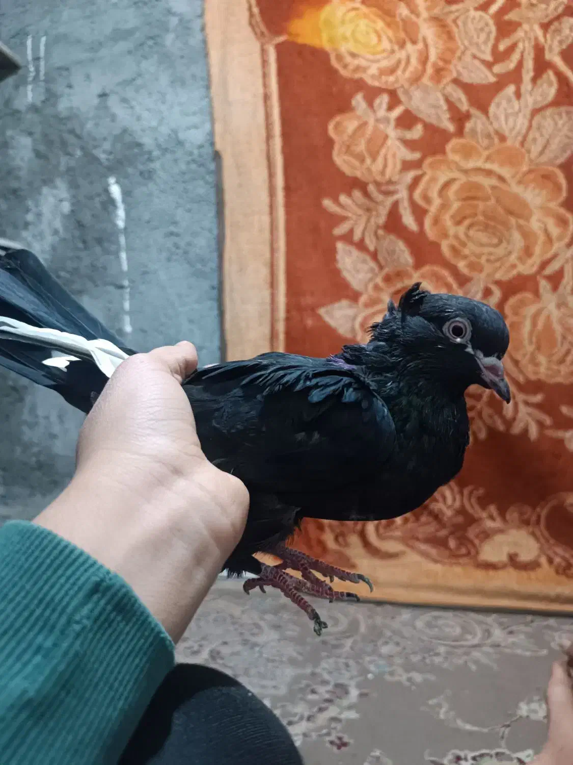 کفتر|پرنده|مشهد, عباس‌آباد|دیوار