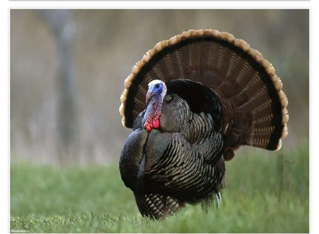 بوقلمون|حیوانات مزرعه|شیراز, احمدآباد|دیوار