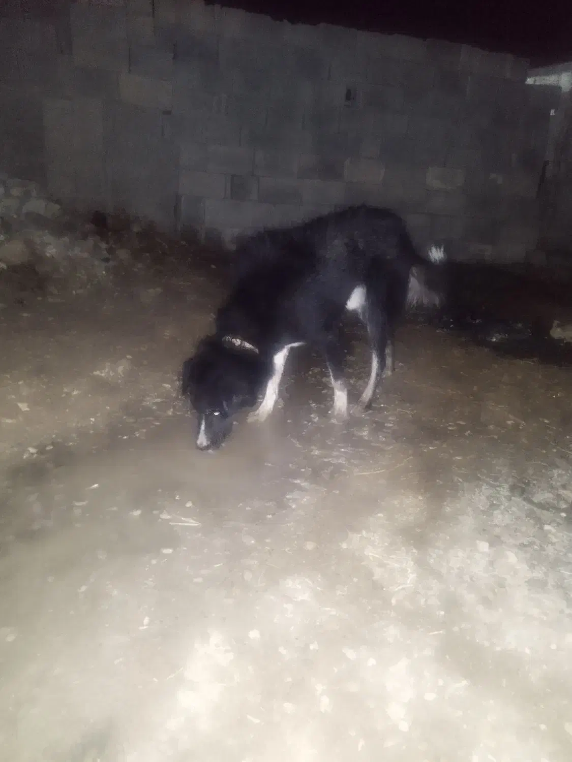 سگ زیبا برو فروش|سگ|بهبهان, |دیوار