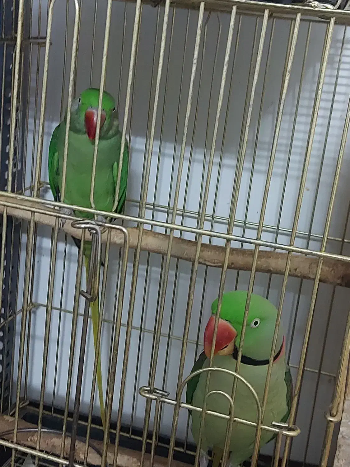 جفت طوطی نائب السلطنه و شاه طوطی|پرنده|تهران, بازار|دیوار