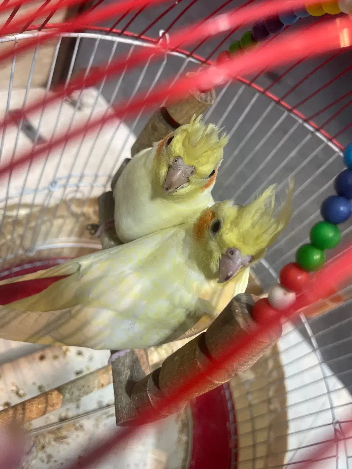 دوتا عروس هلندی|پرنده|رشت, ولکس|دیوار