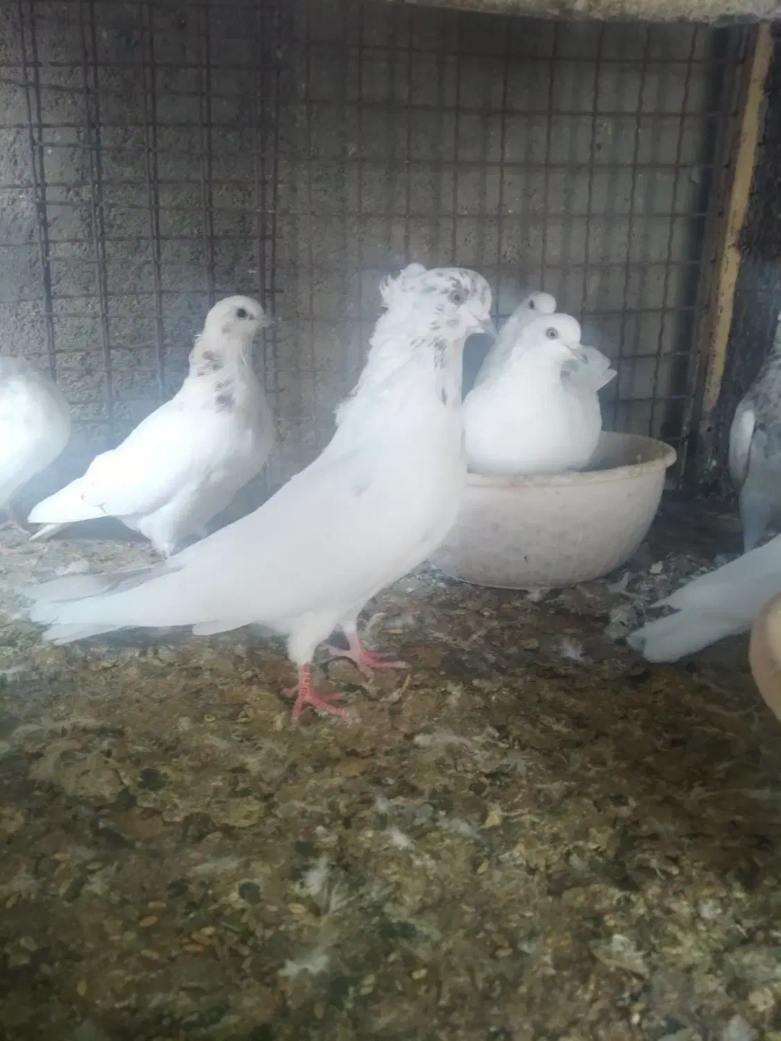 فروش کبوتر|پرنده|گرمسار, |دیوار