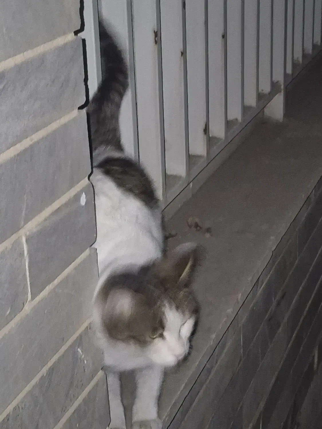 گربه پیدا شده|گربه|کرج, گلستان|دیوار