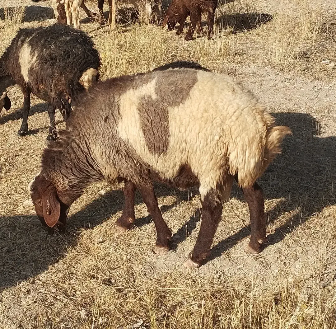 بره نر|حیوانات مزرعه|دلیجان, |دیوار