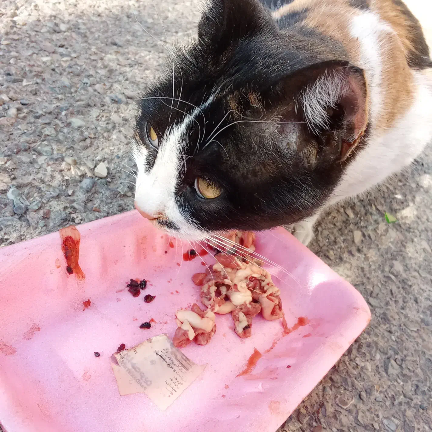 گربه DSH باردار|گربه|ری, علایین|دیوار