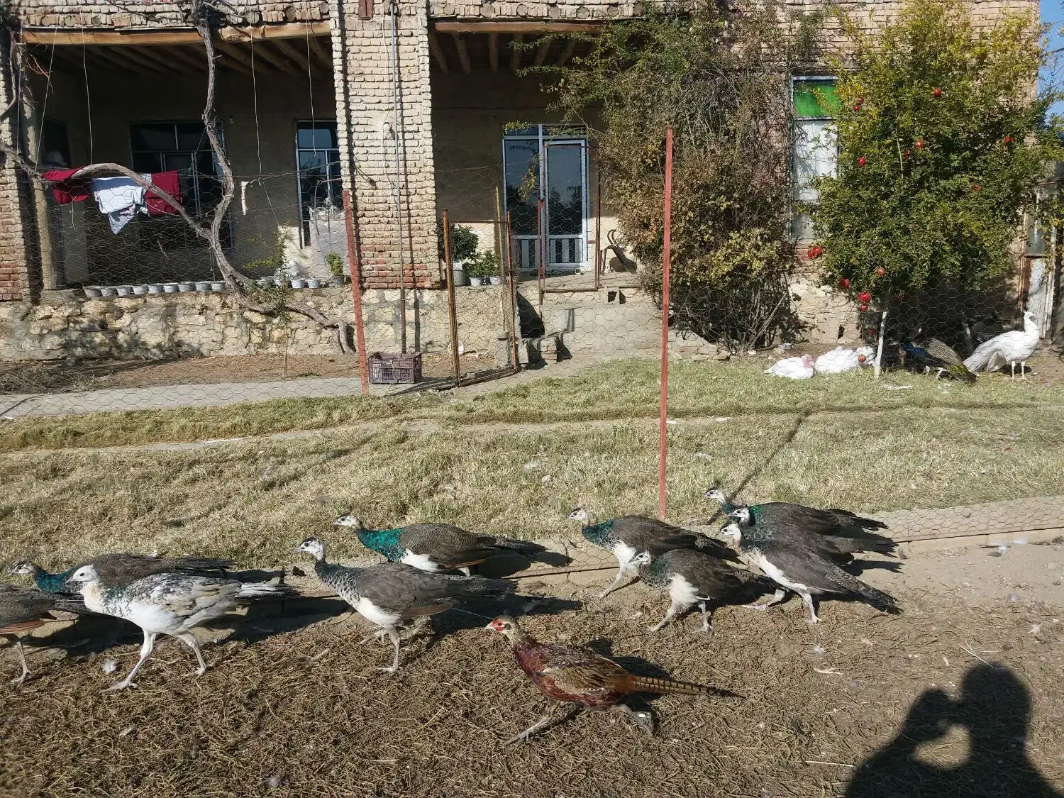 جوجه طاووس هندی و مصری|حیوانات مزرعه|محمدبار, |دیوار