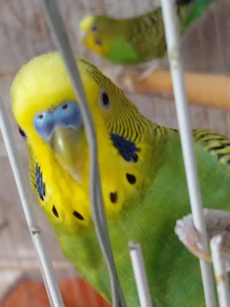 مرغ عشق|پرنده|آبادان, |دیوار