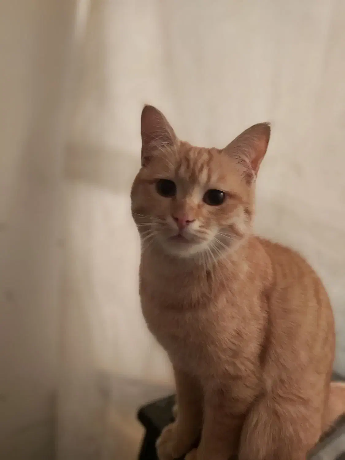 واگذاری گربه|گربه|تویسرکان, |دیوار