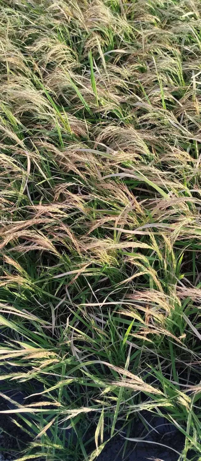 چلتک ، برنج رسمی|خوردنی و آشامیدنی|ایذه, |دیوار