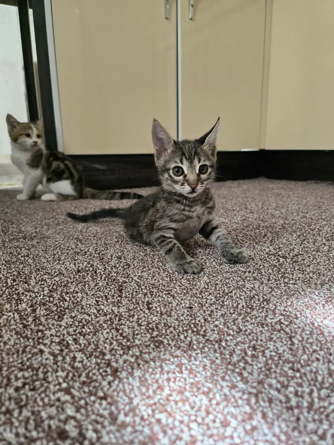 واگذاری گربه نر  dsh رایگان|گربه|پرند, فاز ۲|دیوار