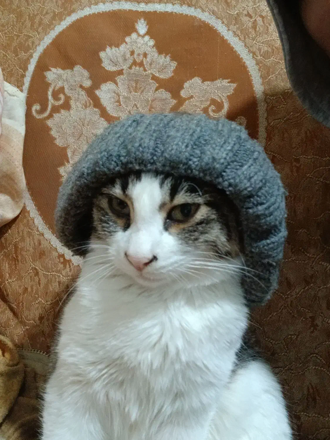 واگذاری گربه خانگی|گربه|مرند, |دیوار