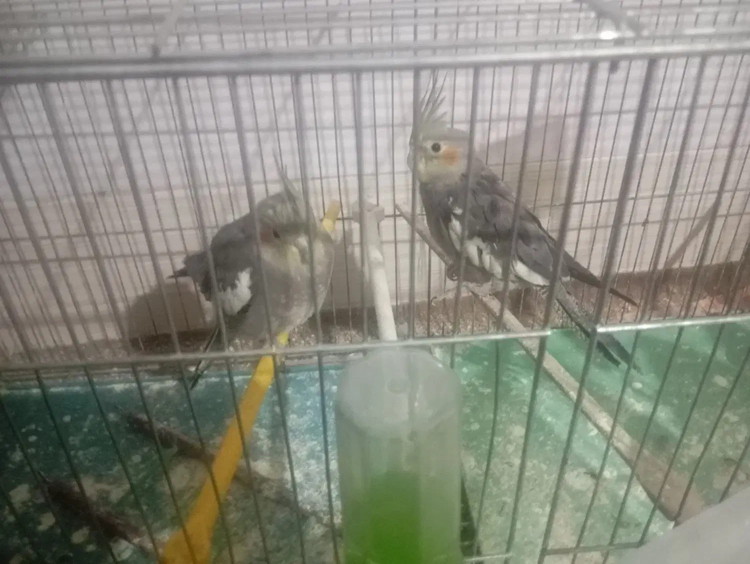 دو عدد عروس هلندی لوتینو|پرنده|آذرشهر, |دیوار