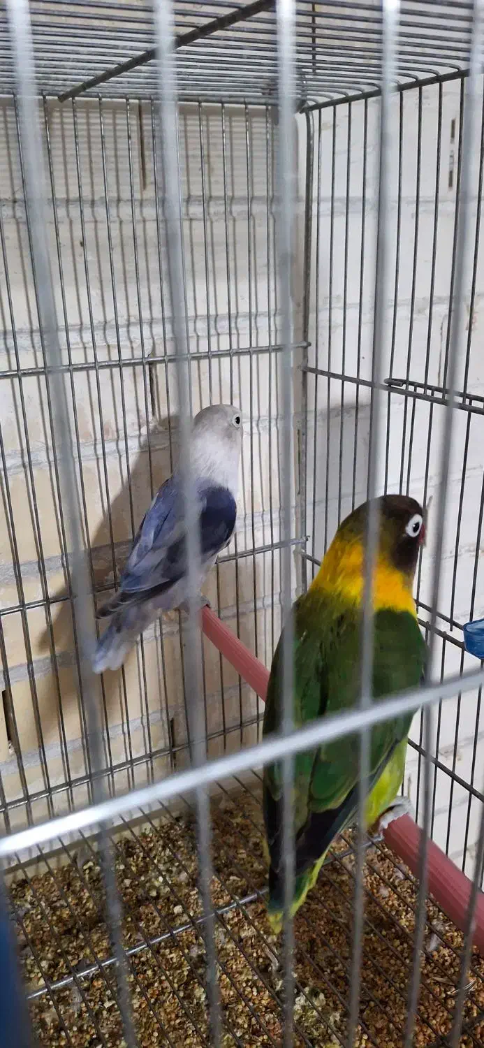 طوطی کوتوله عروس هلندی|پرنده|رفسنجان, |دیوار