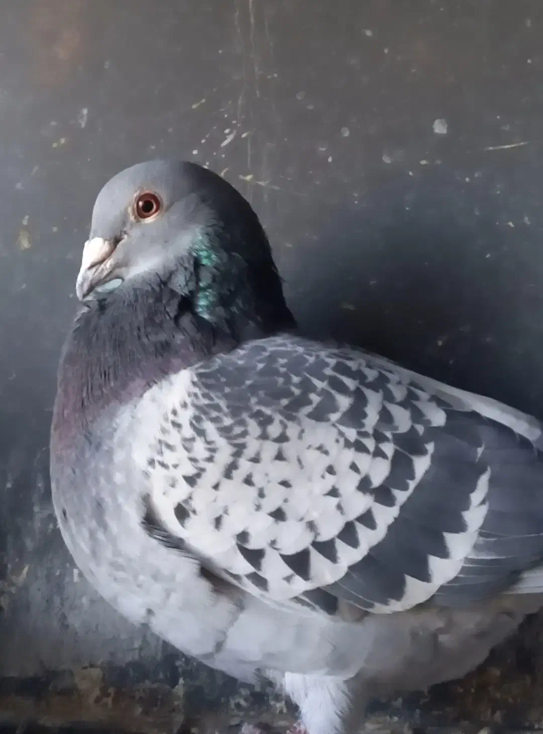 فروش چند جفت مولد مسافتی|پرنده|بم, |دیوار