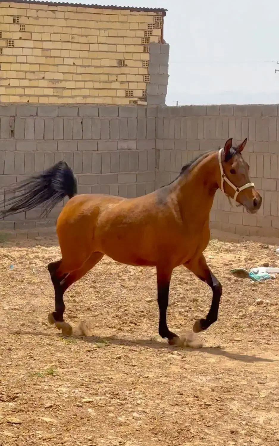 اسب|اسب و تجهیزات اسب‌سواری|رفسنجان, |دیوار