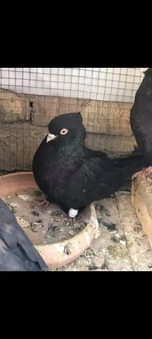 زاغ چشمنوک ماده مست مست بازیکن پرشی|پرنده|شاهینشهر, شهرک گلدیس|دیوار