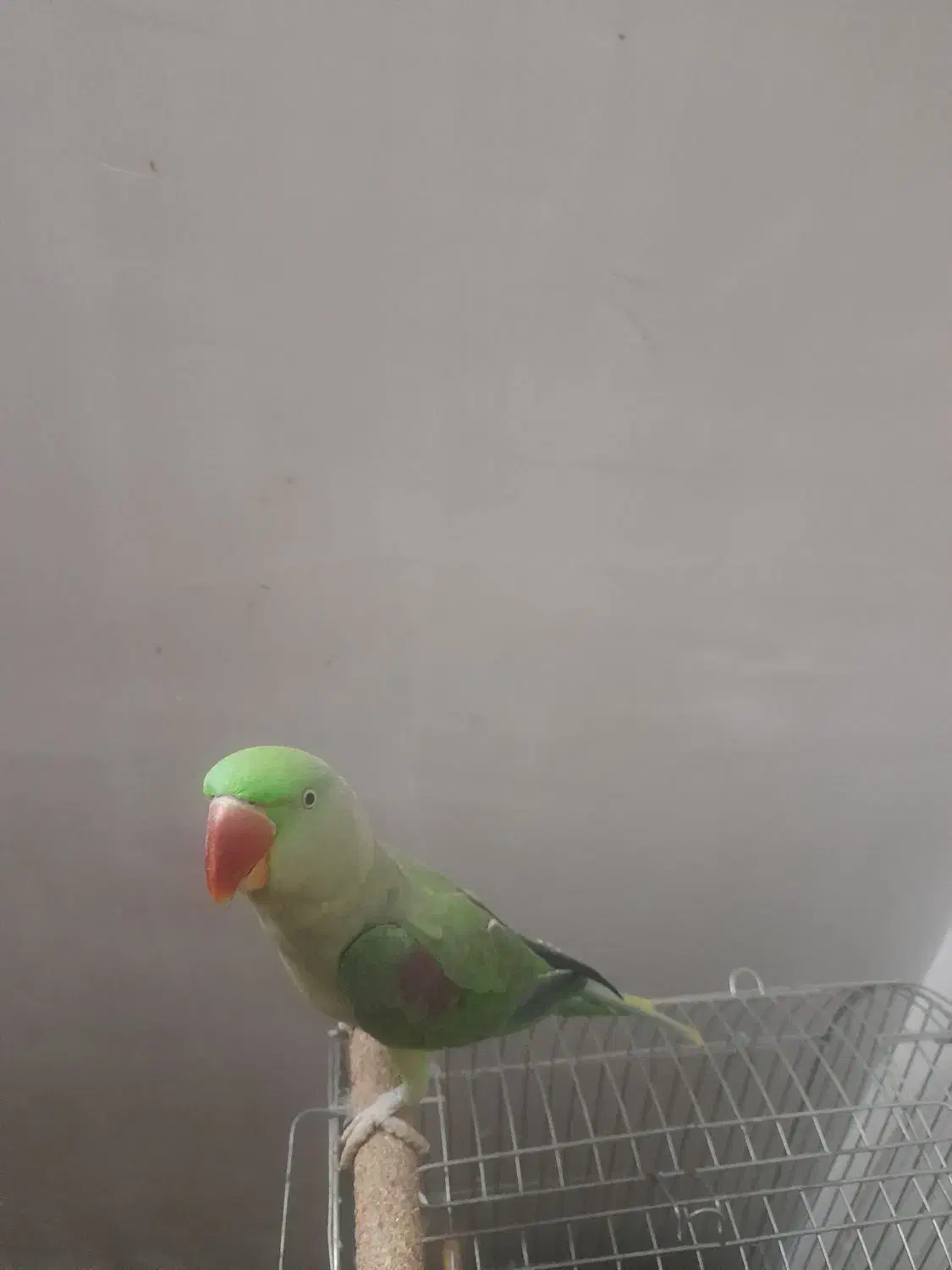 شاه طوطی|پرنده|قرچک, زیبا شهر|دیوار